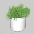 Bonsai Potted Plant With Green Needles In White Pot On Wooden Tabletop