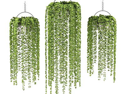 Lush Hanging Basket Plants with Trailing Green Leaves and Vibrant Foliage for Indoor Decor 3d model