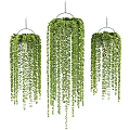 Lush Hanging Basket Plants with Trailing Green Leaves and Vibrant Foliage for Indoor Decor