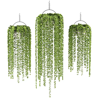 Lush Hanging Basket Plants with Trailing Green Leaves and Vibrant Foliage for Indoor Decor 3d model