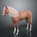 Brown Horse With White Mane Tail And Legs Standing On Gray Background