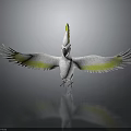 White Cockatoo With Yellow Crest And Wing Edges Spread Wings On Black Surface With Reflection