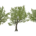 Modern Tree Landscape Tree Garden Tree Big Tree 3d model