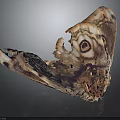 Moth Wings Featuring Intricate Patterns Eye Like Markings Tattered Edges And Brown Purple White Hues