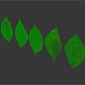 Gradual Color Changing Leaves Arranged From Green To Red On Gray Background With Reflections