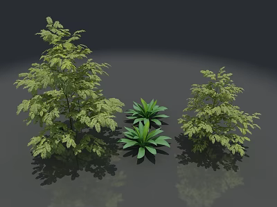Three Lush Green Plants with Different Leafy Structures and Decorative Foliage 3d model
