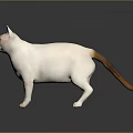 White Cat With Blue Eyes And Orange Tail Standing On Dark Background 3d model