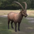 Brown Goat With Large Curved Horns Standing On Grassland Near Trees