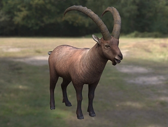 Alpine Goat Subtype Sheep Northern Goat Alpine Wild Goat Capra Northern Goat Alpine Wild Goat Animal Creature 3d model