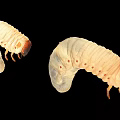 Two White Reptile Larvae With Curved Bodies And Legs On Black Background