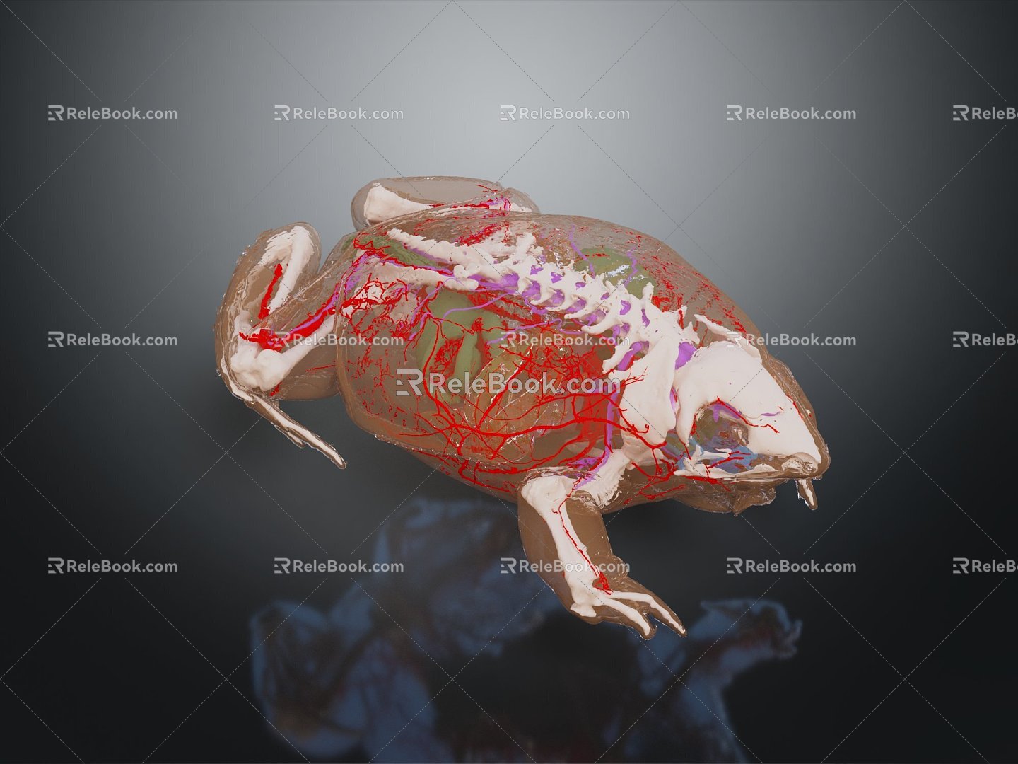 Modern Frog Frog Skeleton Frog Anatomy Frog Structure 3d model