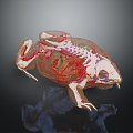 Modern Frog Frog Skeleton Frog Anatomy Frog Structure 3d model