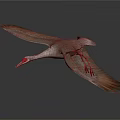 Flying Crane With Red Crown And Grey Brown Feathers In Gradient Grey To Dark Background