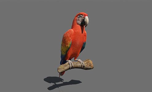 Modern parrot 3d model