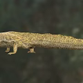 Yellow Spotted Reptile With Long Body Short Legs And Open Mouth In Natural Habitat