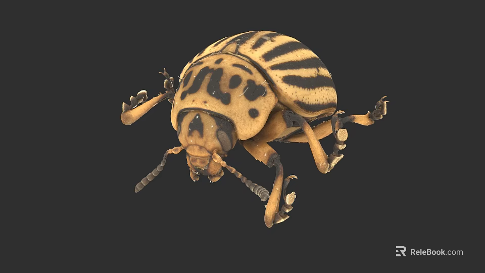 Yellow And Black Striped Beetle With Spotted Pattern On Dark Background 3d model 