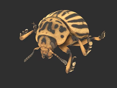 Yellow And Black Striped Beetle With Spotted Pattern On Dark Background 3d model