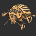Yellow And Black Striped Beetle With Spotted Pattern On Dark Background 3d model