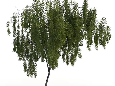 Healthy Mature Weeping Tree with Lush Green Foliage and Long Hanging Branches 3d model