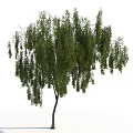 Healthy Mature Weeping Tree with Lush Green Foliage and Long Hanging Branches