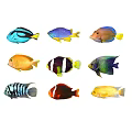 Types of Colorful Tropical Aquatic Animals With Vibrant Patterns And Bright Hues
