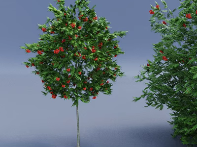 Tall Tree With Green Leaves And Red Fruits For Garden Landscaping Decoration 3d model