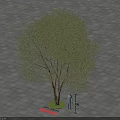 Tall Arbor With Green Foliage And Thick Trunk Standing On Paved Ground With Person Beside
