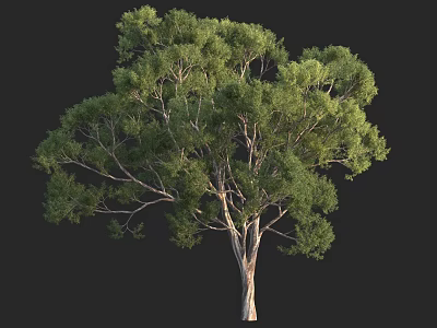 Tall Arbor Tree With Lush Green Foliage And Sturdy Trunk In Natural Scene 3d model