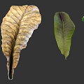 Green and Withered Plant Leaves Arranged on Gray Background with Natural Texture