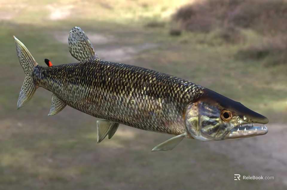 Realistic Pike Fish Model With Long Slender Body And Sharp Teeth On Outdoor Grassy Path 3d model 