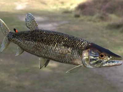 Realistic Pike Fish Model With Long Slender Body And Sharp Teeth On Outdoor Grassy Path 3d model