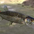 Realistic Pike Fish Model With Long Slender Body And Sharp Teeth On Outdoor Grassy Path