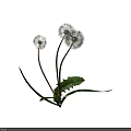 Dandelion Plant With White Puff Balls Green Leaves And Brown Stems
