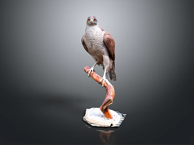 Majestic Hawk Perched On Curved Branch With White Base And Grey Background 3d model