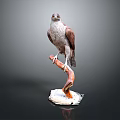 Majestic Hawk Perched On Curved Branch With White Base And Grey Background