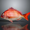 Vibrant Red Fish With Red Fins Tail And Scales On Gray Background Showing Reflection