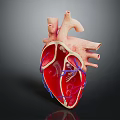 Human Chest Organ Heart 3D Model Showing Internal Structure Blood Vessels Red Blue Sections