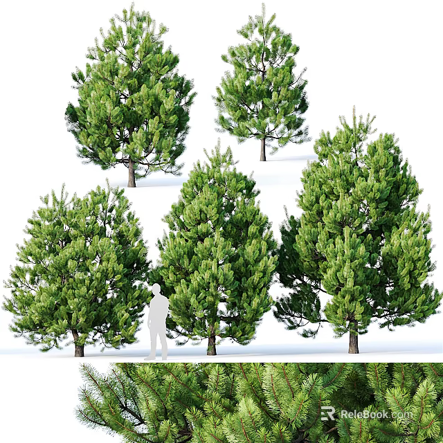 Evergreen Trees In Various Growth Shapes With Human Figure Showing Height Reference 3d model 