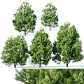 Evergreen Trees In Various Growth Shapes With Human Figure Showing Height Reference