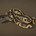 Golden Spotted Snakes Coiled On Reflective Black Surface With Yellow Patterns 3d model