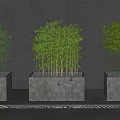 Bamboo Plants in Concrete Planters Against Gray Dotted Wall and Stone Slab Floor