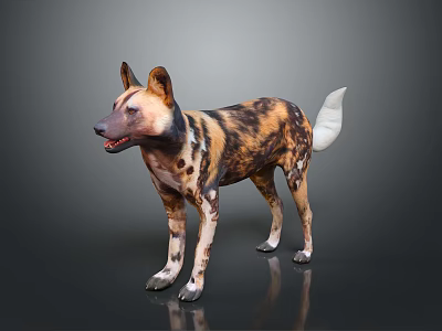 Realistic African Wild Dog 3D Model With Spotted Fur Large Ears And White Tail 3d model