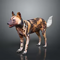 Realistic African Wild Dog 3D Model With Spotted Fur Large Ears And White Tail
