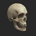 Human Skull Isolated Front View With Detailed Anatomical Structure And Realistic Texture 3d model
