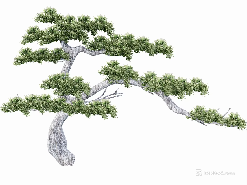 Graceful Pine Tree With Curved Trunk And Lush Green Foliage 3d model