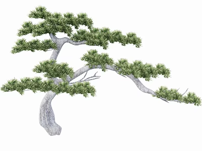 Graceful Pine Tree With Curved Trunk And Lush Green Foliage 3d model
