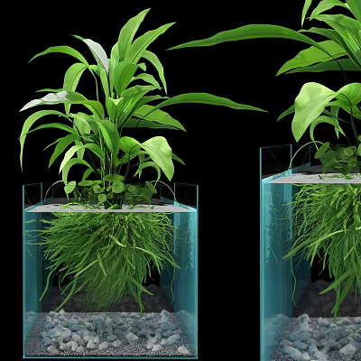 Indoor Bonsai Plant in Transparent Glass Containers with Lush Green Leaves and Water Roots 3d model