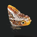 Exotic Butterfly With Vibrant Orange Brown Wings And Detailed Eyespot Patterns