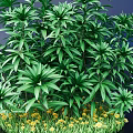Evergreen Tree With Lush Green Foliage Shiny Leaves And Yellow Flowers In Garden