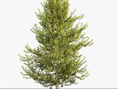 Tall Arbor With Lush Green Foliage And Dense Branches In Natural Scene 3d model